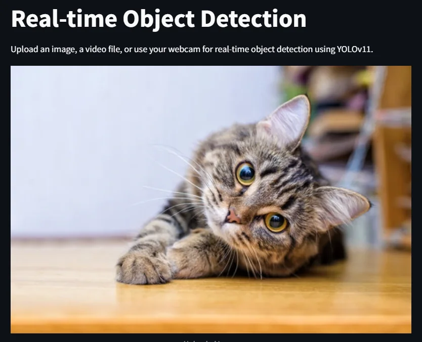 Object detection application showing an uploaded cat image